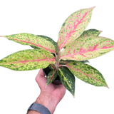 Chinese Evergreen 'Karat'