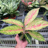 Chinese Evergreen 'Karat'