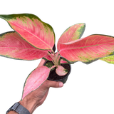 Chinese Evergreen 'Pink Pearl'
