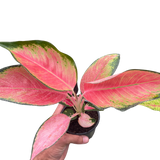 Chinese Evergreen 'Pink Pearl'