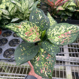 Chinese Evergreen 'Wishes'