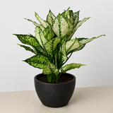 Chinese Evergreen 'First Diamond'