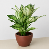 Chinese Evergreen 'First Diamond'