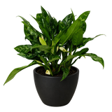 Chinese Evergreen 'Maria'