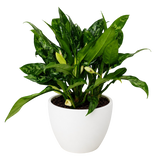 Chinese Evergreen 'Maria'