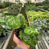 Chinese Evergreen Pictum Tricolor
