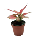 Chinese Evergreen 'Rich Red'