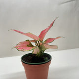 Chinese Evergreen 'Rich Red'
