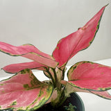 Chinese Evergreen 'Rich Red'
