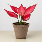 Chinese Evergreen 'Ruby Garuda'