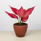 Chinese Evergreen 'Ruby Garuda'