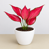 Chinese Evergreen 'Ruby Garuda'