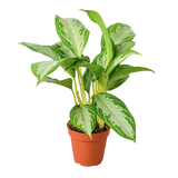Chinese Evergreen 'Silver Bay'