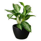 Chinese Evergreen 'Silver Bay'