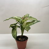 Chinese Evergreen 'Wishes'