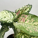 Chinese Evergreen 'Wishes'