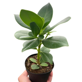 Clusia 'Princesa' (Planta Autógrafo) 