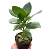 Clusia 'Princesa' (Planta Autógrafo) 