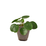 Pilea Peperomioides 'Chinese Money'
