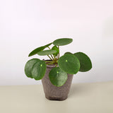 Pilea Peperomioides 'Chinese Money'