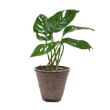 Monstera Adansonii 'Swiss Cheese'