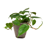 Philodendron Cordatum Heartleaf