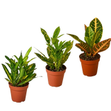 3 Croton Variety Pack / 4" Pot / Live Plant / House Plant