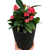 Crown of Thorns