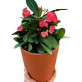 Crown of Thorns