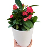 Crown of Thorns
