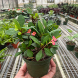 Crown of Thorns