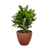 Crown of Thorns