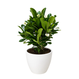Crown of Thorns