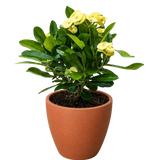 Crown of Thorns