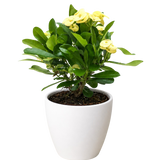 Crown of Thorns