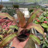 Cryptanthus 'Calypso'