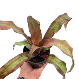 Cryptanthus 'Calypso'