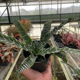 Cryptanthus 'Betty'