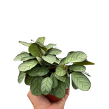 Ctenanthe burle-marxii 'Amagris'