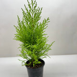 Cypress Lemon
