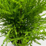 Cypress Lemon