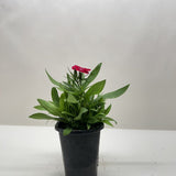 Dianthus