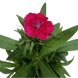 Clavel 