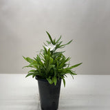 Dianthus