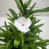 Dianthus