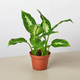 Dieffenbachia Camille 