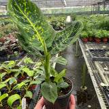Dieffenbachia 'Reflector'