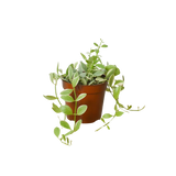 Succulent Dischidia Cascade