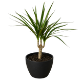 Dracaena 'Marginata Cane'