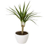 Dracaena 'Marginata Cane'
